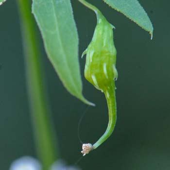 Brandegea bigelovii, Desert Starvine, Southwest Desert Flora